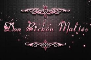 Don Bichón Maltés, logo