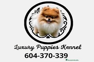 Luxury Puppies Kennel, logo